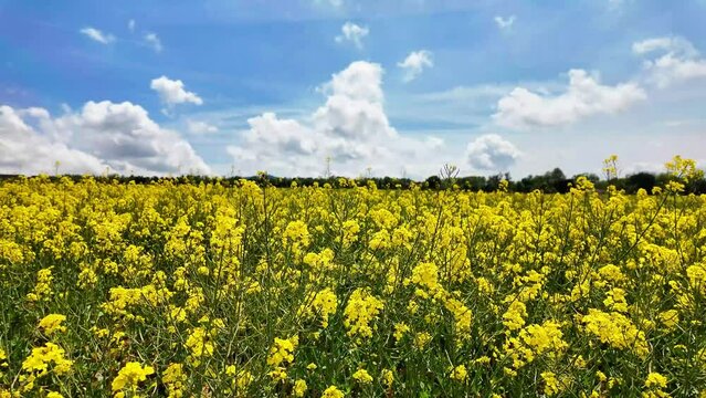 Beautiful landscape of yellow field flowers moving in the wind, blue sky with a cloud, 4K