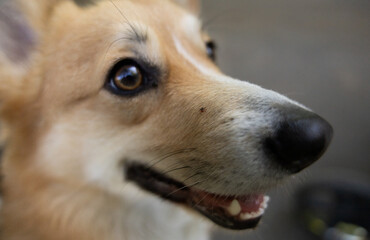 A dog Welsh Corgi Pembroke with a mite on the nose