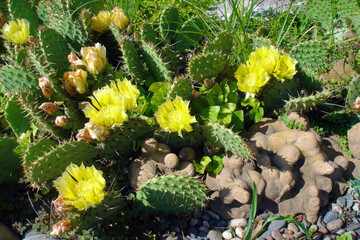 Close-up yellow flowers of lush blooming opuntia prickly pear cactus on flowerbed in botanical garden of desert plants at sunny spring day. With no people springtime season natural background.