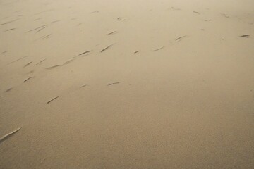 footprints in the sand