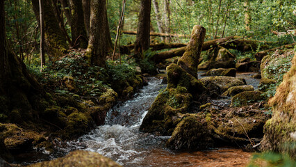Stream in the forest with mossy rocks and trees in the foreground