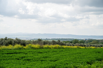 Fototapeta premium beautiful landscape in moshav Bethlehem of Galilee in Israel