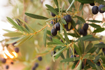 black olives on vnth trees in an olive grove - 803341396