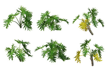 3D render colorful orchid flowers on transparent background