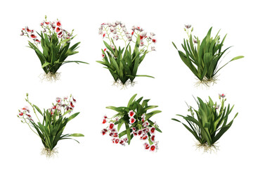 3D render colorful orchid flowers on transparent background