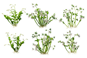 3D render colorful orchid flowers on transparent background