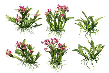 3D render colorful orchid flowers on transparent background