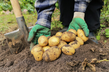 Organic yellow potato harvest on soil ground close up. Farmer with shovel digging up organic yellow potatoes in garden