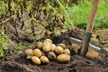 Organic potato harvest. Freshly harvested dirty yellow potato with shovel on soil in farm garden