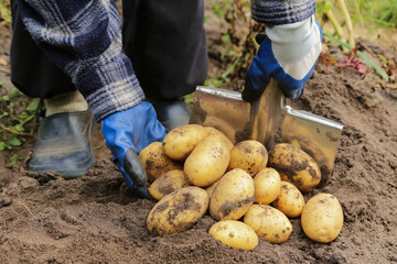 Organic yellow potato harvest on soil in garden