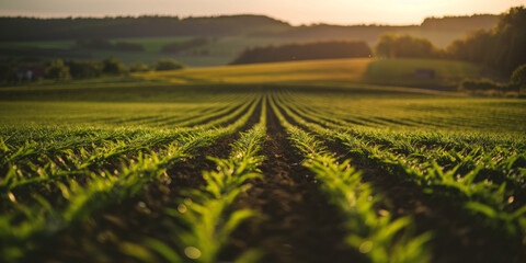 Obraz premium Photo of an agricultural field