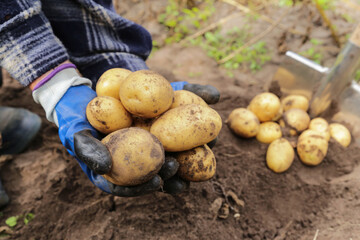 Organic yellow potato in farmer hands in garden close up. Farming, potatoes harvest