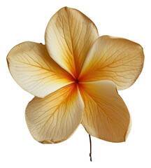 PNG Real Pressed a Plumeria flower leaf petal.