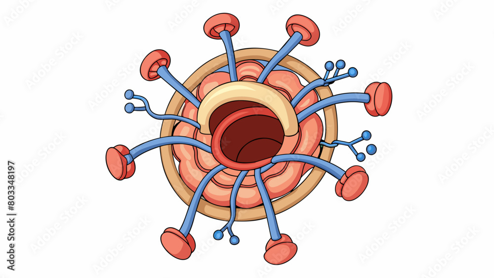 Aufkleber a muscular ring surrounded by a network of vessels located at the base of the throat. it contracts a