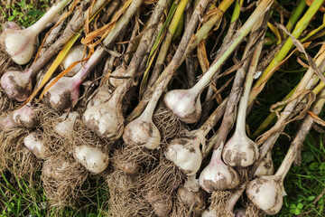 Garlic harvest close up. Bunch of fresh raw dirty organic garlic with roots top view