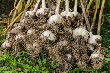 Garlic harvest close up. Bunch of fresh raw dirty organic garlic with roots