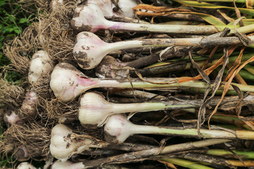 Garlic close up. Bunch of fresh raw organic garlic harvest with roots and tops in garden