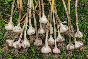Garlic. Bunch of fresh raw organic garlic harvest with roots and tops on grass in garden