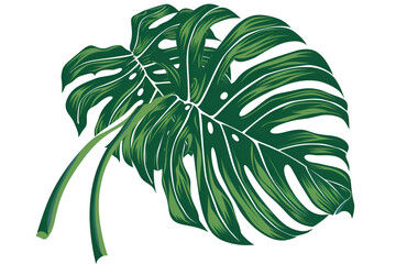 monstera leaf svg on white background