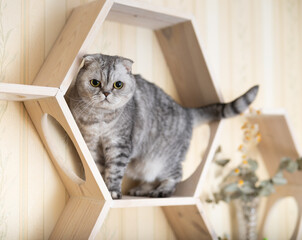 Playful young gray scottish fold cat interested with hanging beads while walking on wall mounted wooden shelf - 803354522