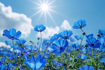 blooming blue flowers on clear sky with sun, bright spring summer day concept, sunny weather wallpaper, bottom view