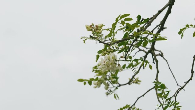 Close-up footage of a beautiful Black locust (Robinia pseudoacacia) flower swaying on the wind with a misty white sky in the background
