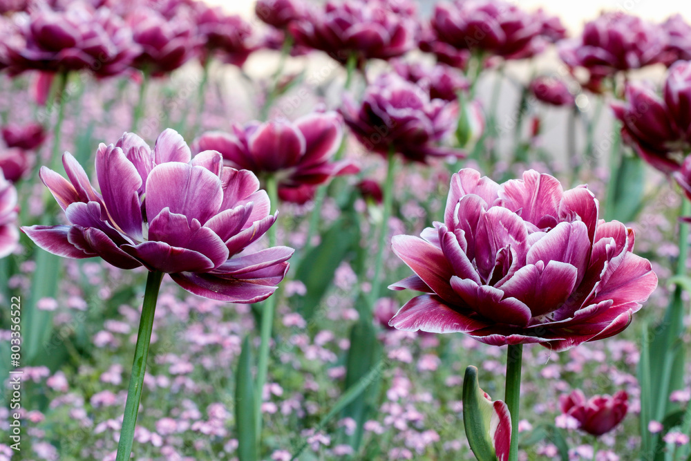 Poster Field of beautiful purple tulips.