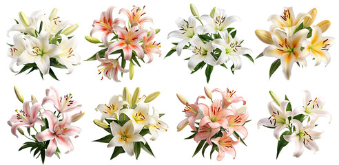 Set Elegant Blooming Lilies With