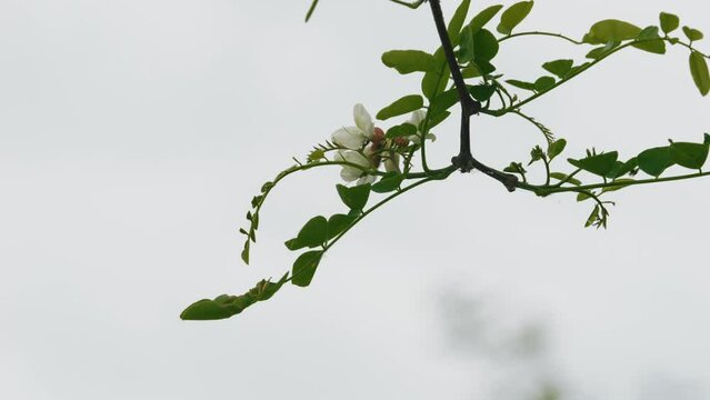 Close-up footage of a beautiful Black locust (Robinia pseudoacacia) flower swaying on the wind with a misty white sky in the background