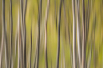 reflection of tree trunks in water, reflection in water, texture, realtree, forest reflecting in water, abstraction, background, blurry background, wallpaper, graphics,