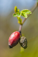 rose hips, ripe and dry fruit, early spring fruit, wild fruit, rosa canina, red fruit, rotten fruit, young leaves
