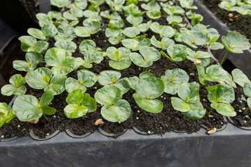 Coffee in germination, in the growth phase. Coffee created in a greenhouse for planting.