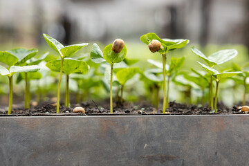 Coffee in germination, in the growth phase. Coffee created in a greenhouse for planting.