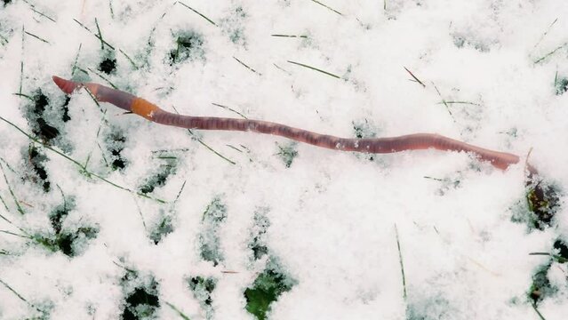 An earthworm crawls on the snow. A dung worm Eisenia crawls through the snow.