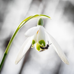 bee on snowdrop flower, small bee, pollinator, galanthus nivalis, pollinating insect, ecology, phenology, early spring, pollination, nectar, pollen, white flower, contra light, white background
