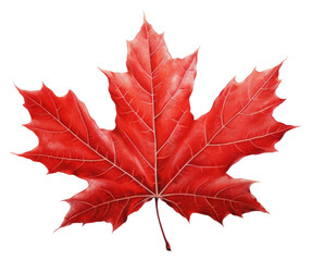 Fototapeta premium PNG Maple leaf plant tree white background.