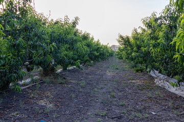 Captured in golden light, rows of apricot trees stretch into the horizon in a serene orchard scene, evoking the tranquility of rural springtime