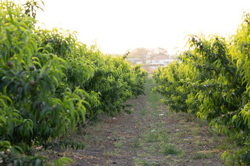 Captured in golden light, rows of apricot trees stretch into the horizon in a serene orchard scene,...