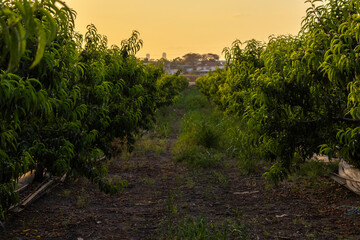 Captured in golden light, rows of apricot trees stretch into the horizon in a serene orchard scene, evoking the tranquility of rural springtime