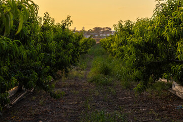 Captured in golden light, rows of apricot trees stretch into the horizon in a serene orchard scene,...