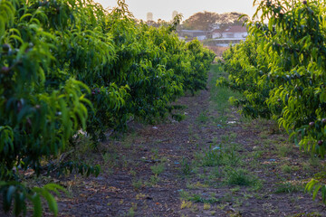 Captured in golden light, rows of apricot trees stretch into the horizon in a serene orchard scene,...