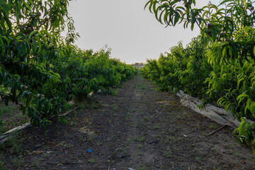 Captured in golden light, rows of apricot trees stretch into the horizon in a serene orchard scene, evoking the tranquility of rural springtime