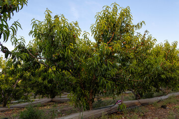 Captured in golden light, rows of apricot trees stretch into the horizon in a serene orchard scene,...