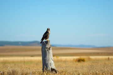 A powerful bird of prey stands regally atop a tree stump, surveying the surrounding lleida fields under a clear blue sky - Powered by Adobe
