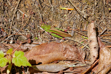 Northern green-striped grasshopper