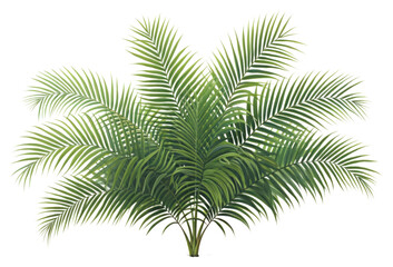 PNG Young palm true plant leaf tree.