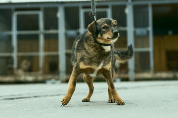 a dog in a shelter for stray dogs in the village of Kugesi in Chuvashia
