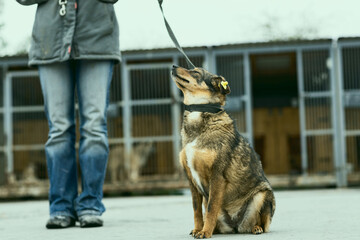 a dog in a shelter for stray dogs in the village of Kugesi in Chuvashia