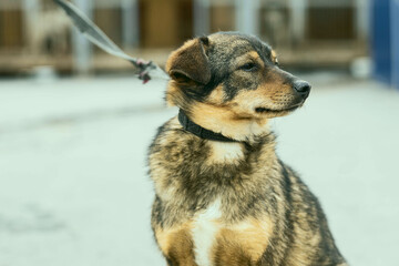 a dog in a shelter for stray dogs in the village of Kugesi in Chuvashia