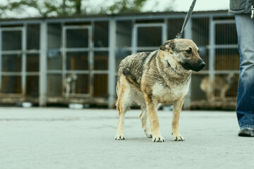 a dog in a shelter for stray dogs in the village of Kugesi in Chuvashia